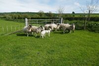 6 NCM FM EWES & 10 LAMBS (BIDS PER LIFE)