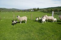 6 NCM FM EWES & 10 LAMBS (BIDS PER LIFE) - 4