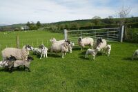 6 NCM FM EWES & 10 LAMBS (BIDS PER LIFE) - 5