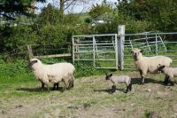 5 HAMPSHIRE 2T-6T EWES & 6 LAMBS (BIDS PER LIFE) - 2