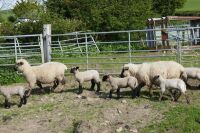 5 HAMPSHIRE 2T-6T EWES & 6 LAMBS (BIDS PER LIFE) - 3