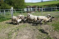 5 HAMPSHIRE 2T-6T EWES & 6 LAMBS (BIDS PER LIFE) - 7