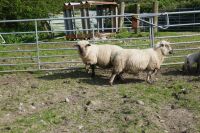 5 HAMPSHIRE 2T-6T EWES & 6 LAMBS (BIDS PER LIFE) - 8