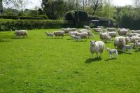 55 TEXEL X 4T-6T EWES & 55 TEXEL X LAMBS (BIDS PER LIFE) - 2