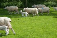 55 TEXEL X 4T-6T EWES & 55 TEXEL X LAMBS (BIDS PER LIFE) - 4