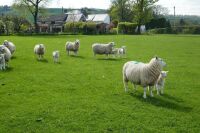 55 TEXEL X 4T-6T EWES & 55 TEXEL X LAMBS (BIDS PER LIFE) - 6