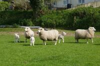 55 TEXEL X 4T-6T EWES & 55 TEXEL X LAMBS (BIDS PER LIFE) - 8