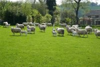 55 TEXEL X 4T-6T EWES & 55 TEXEL X LAMBS (BIDS PER LIFE) - 9