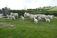 12 4T-6T TEXEL X EWES & 24 TEXEL X LAMBS (BIDS PER LIFE) - 2