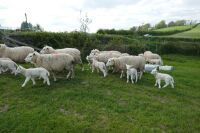 12 4T-6T TEXEL X EWES & 24 TEXEL X LAMBS (BIDS PER LIFE) - 3