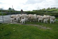 12 4T-6T TEXEL X EWES & 24 TEXEL X LAMBS (BIDS PER LIFE) - 4