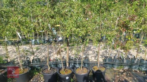 4 MALUS EVERESTE TREES