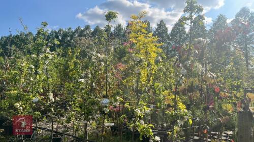 4 MALUS GARDENERS GOLD TREES