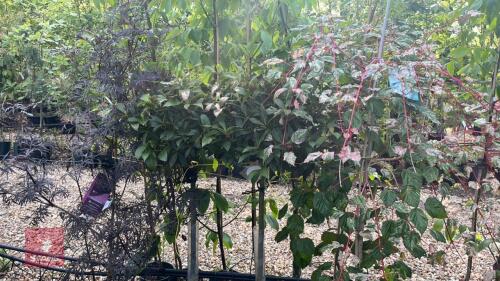 4 MIXED ORNAMENTAL TREES