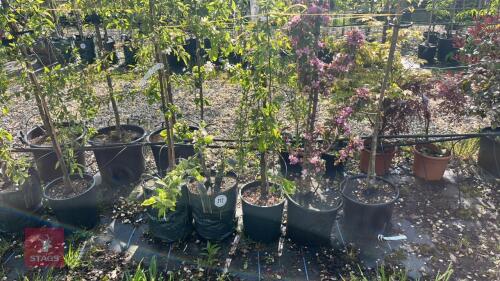 5 MIXED ORNAMENTAL FRUIT TREES