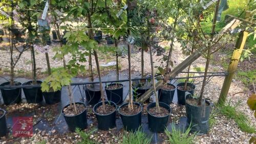 5 MIXED ORNAMENTAL TREES