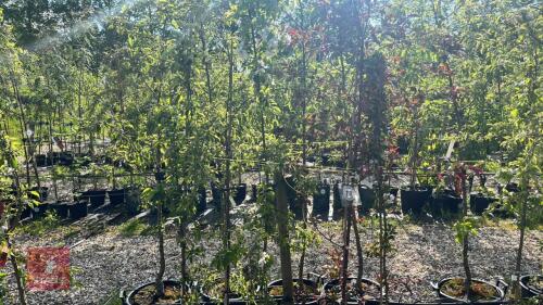 5 MIXED ORNAMENTAL FRUIT TREES