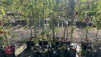 5 MIXED ORNAMENTAL FRUIT TREES - 4