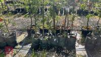 5 MIXED ORNAMENTAL FRUIT TREES - 5