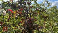 5 MIXED ORNAMENTAL FRUIT TREES - 9