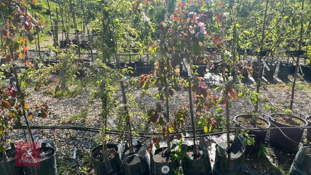 5 MIXED ORNAMENTAL FRUIT TREES