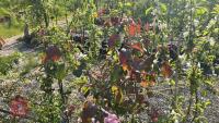 5 MIXED ORNAMENTAL FRUIT TREES - 6