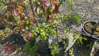 5 MIXED ORNAMENTAL FRUIT TREES - 8