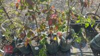 5 MIXED ORNAMENTAL FRUIT TREES - 9