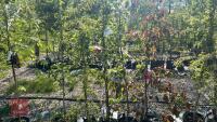 5 MIXED ORNAMENTAL FRUIT TREES