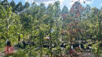 5 MIXED ORNAMENTAL FRUIT TREES - 2