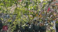 5 MIXED ORNAMENTAL FRUIT TREES - 12