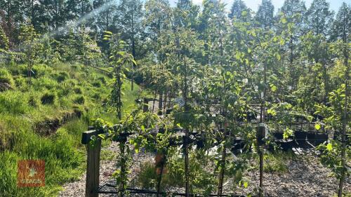 5 MIXED ORNAMENTAL FRUIT TREES