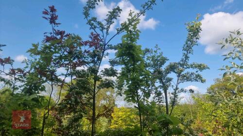 5 MIXED ORNAMENTAL TREES