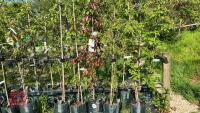 5 MIXED ORNAMENTAL FRUIT TREES - 2