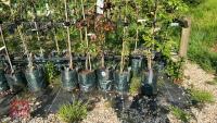 5 MIXED ORNAMENTAL FRUIT TREES - 3