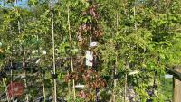 5 MIXED ORNAMENTAL FRUIT TREES - 4