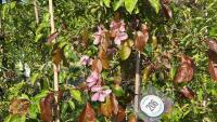 5 MIXED ORNAMENTAL FRUIT TREES - 6