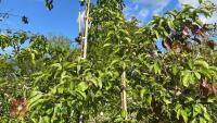 5 MIXED ORNAMENTAL FRUIT TREES - 8