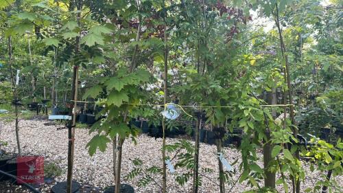 5 MIXED ORNAMENTAL TREES