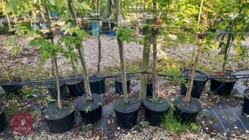 5 MIXED ORNAMENTAL TREES