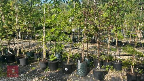 5 MIXED ORNAMENTAL TREES