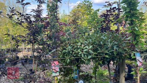 5 MIXED ORNAMENTAL TREES