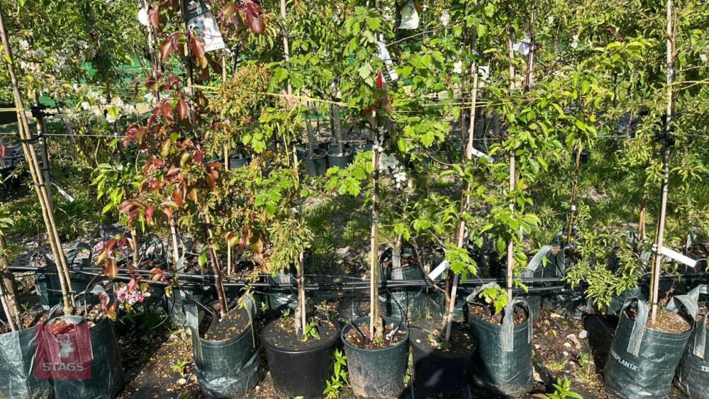 5 MIXED ORNAMENTAL FRUIT TREES