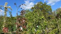 5 MIXED ORNAMENTAL FRUIT TREES - 3