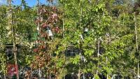 5 MIXED ORNAMENTAL FRUIT TREES - 4