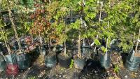 5 MIXED ORNAMENTAL FRUIT TREES - 5