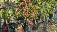 5 MIXED ORNAMENTAL FRUIT TREES - 6