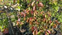 5 MIXED ORNAMENTAL FRUIT TREES - 7