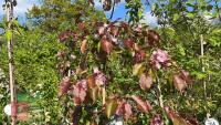 5 MIXED ORNAMENTAL FRUIT TREES - 8