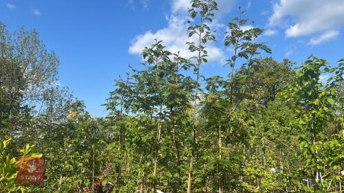 4 SORBUS JOSEPH ROCK TREES